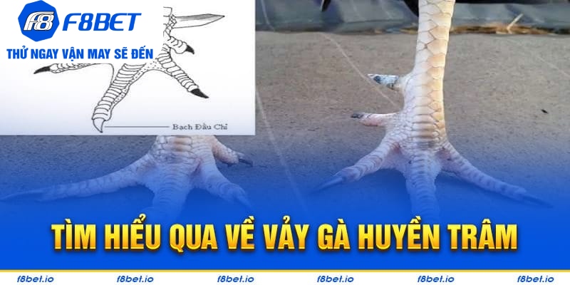 Tìm hiểu chi tiết về loại vảy gà huyền trâm