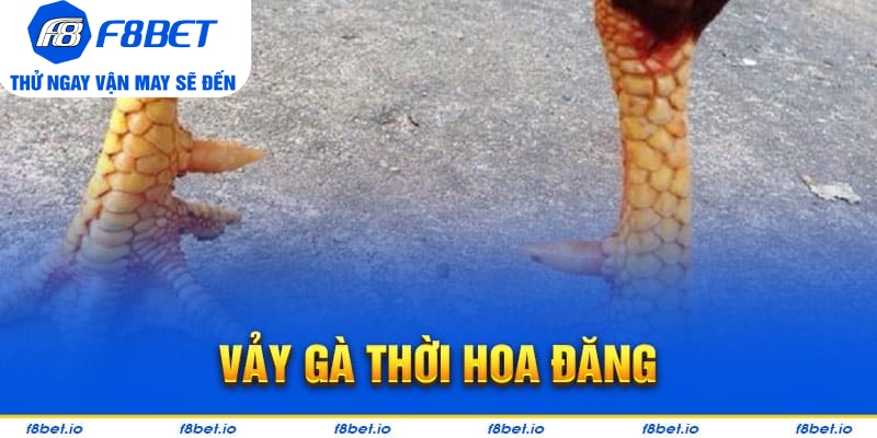 Vảy Gà Thới Hoa Đăng