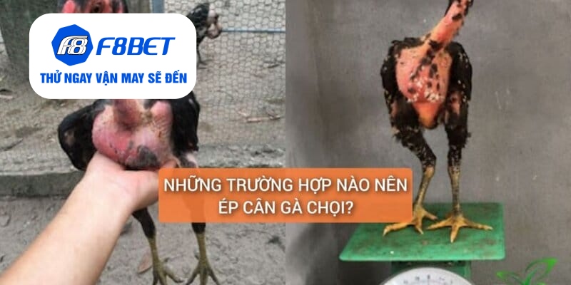 Khi nào bạn nên ép cân cho gà?