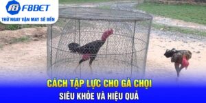 Cách Tập Lực Cho Gà Chọi