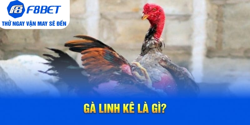 Gà Linh Kê Là Gì?