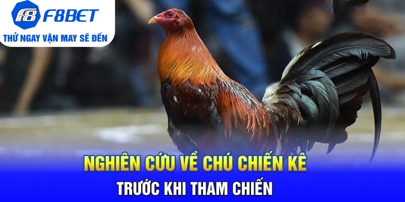 Nghiên Cứu Về Chú Chiến Kê Trước Khi Tham Chiến