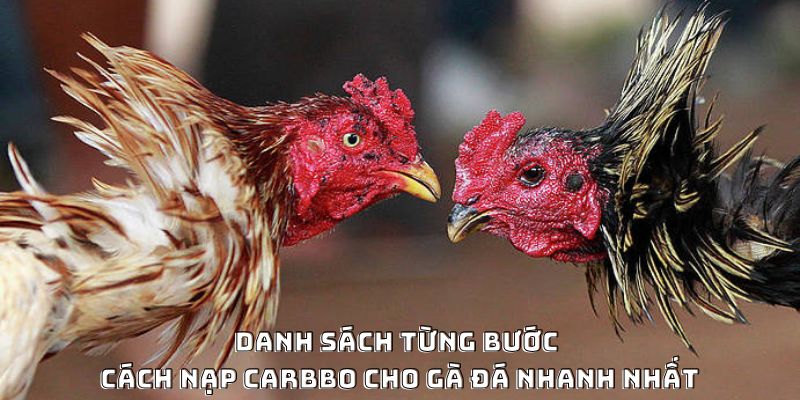 Danh sách từng bước cách nạp carbbo cho gà đá nhanh nhất